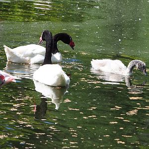 Black-necked swans (Cygnus melancoryphus), 2022-07-03