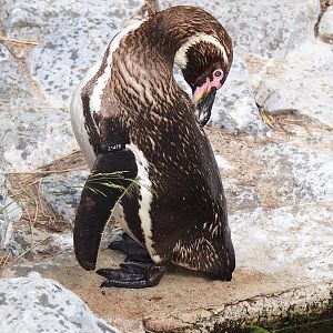 Humboldt penguin (Spheniscus humboldti), 2022-07-03