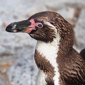 Humboldt penguin (Spheniscus humboldti), 2022-07-03