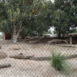 Lion Exhibit