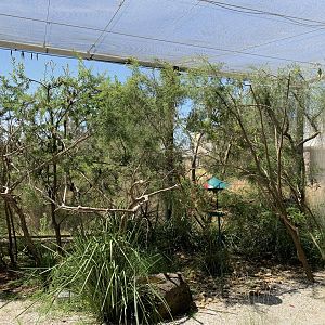 Orange-bellied Parrot Aviary Walk-thru