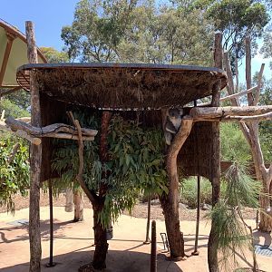 Koala Exhibit