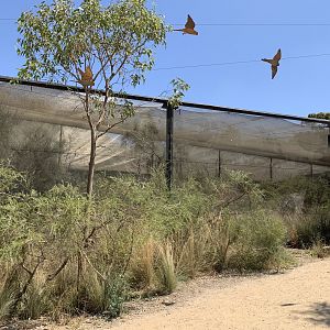 Orange-bellied Parrot Aviary