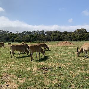 Eland