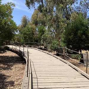 Tammar Wallaby Walk-thru