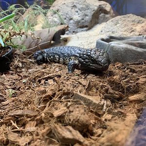 Shingleback