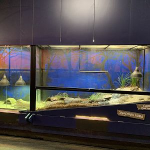 Skink Exhibit