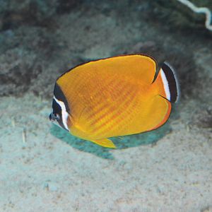 Hong Kong butterflyfish (Chaetodon wiebeli)