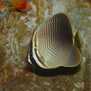 Eastern triangular butterflyfish (Chaetodon baronessa)
