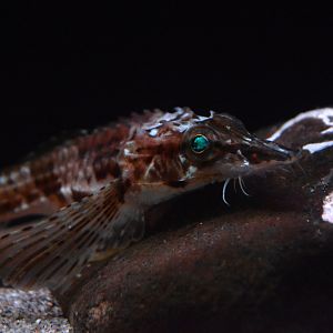 Longnose poacher (Sarritor leptorhynchus)