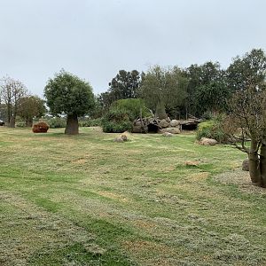 African Wild Dog Exhibit