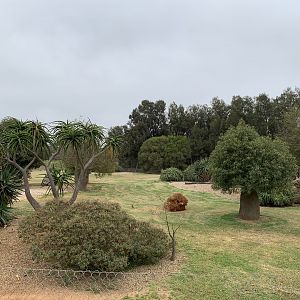 African Wild Dog Exhibit