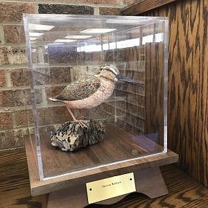 Randolph County Public Library: American Woodcock Carving