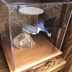 Randolph County Public Library: Belted Kingfisher Carving