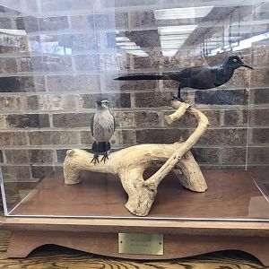 Randolph County Public Library: Boat-tailed Grackles Carving