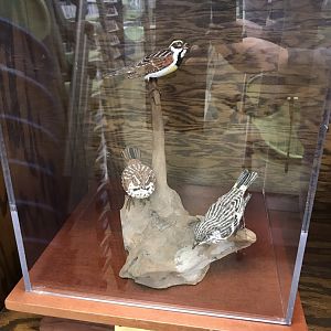 Randolph County Public Library: Dickcissel and Pine Finch Carvings