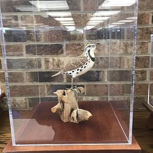 Randolph County Public Library: Eastern Meadowlark Carving