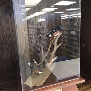 Randolph County Public Library: Eastern Towhee Carvings