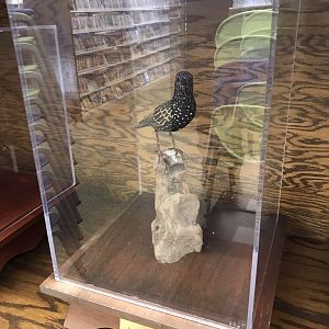 Randolph County Public Library: European Starling Carving