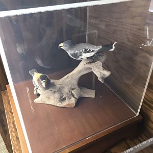 Randolph County Public Library: Evening Grosbeak Carvings