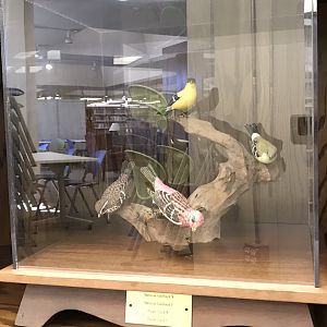 Randolph County Public Library: Goldfinch and Purple Finch Carvings