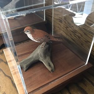 Randolph County Public Library: Hermit Thrush Carving