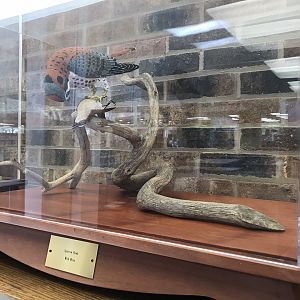 Randolph County Public Library: American Kestrel with Carolina Wren Carving