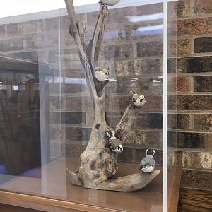 Randolph County Public Library: Kinglet and Gnatcatcher Carvings