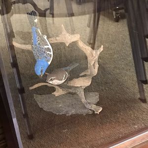Randolph County Public Library: Lazuli Bunting Carvings