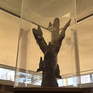 Randolph County Public Library: Nuthatch Carvings