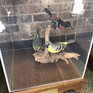 Randolph County Public Library: Orchard Oriole Carvings