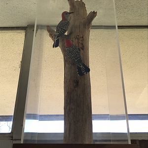 Randolph County Public Library: Red-bellied Woodpecker Carvings