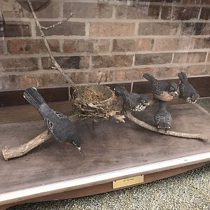 Randolph County Public Library: American Robin Carvings