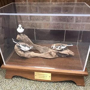 Randolph County Public Library: Snow Bunting Carvings
