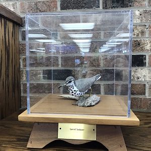Randolph County Public Library: Spotted Sandpiper Carving