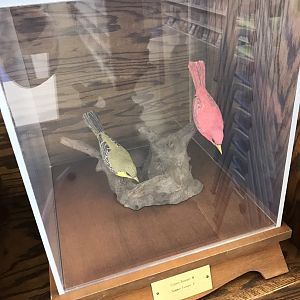 Randolph County Public Library: Summer Tanager Carvings