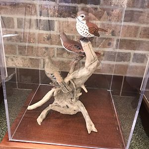 Randolph County Public Library: Thrush Carvings