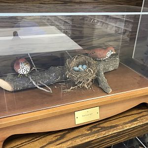 Randolph County Public Library: Wood Thrush Carvings