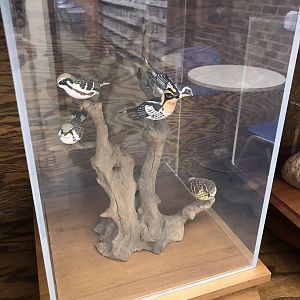Randolph County Public Library: New World Warbler Carvings 1 of 4