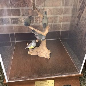 Randolph County Public Library: New World Warbler Carvings 2 of 4