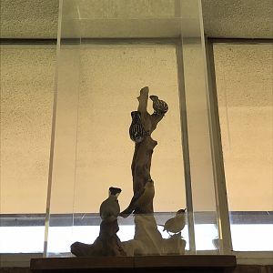 Randolph County Public Library: New World Warbler Carvings 3 of 4