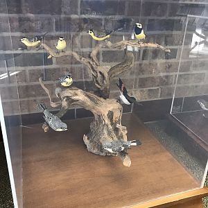 Randolph County Public Library: New World Warbler Carvings 4 of 4