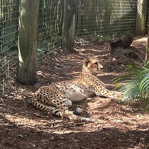 Cheetah