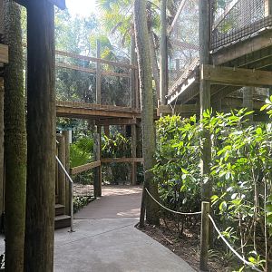 Trail through the Amazon