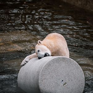 Polar Bear playing