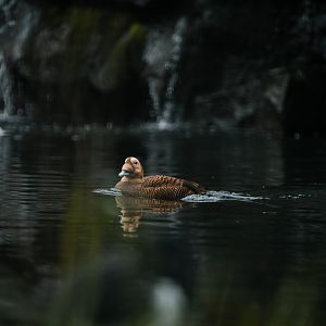 Female Spectacled Eider