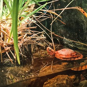 Black-breasted leaf turtle