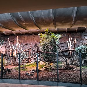 Malayan Sun Bear  /  Binturong indoors