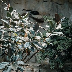 Binturong sleeping on the wall