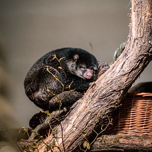 Sulawesi Bear Cuscus